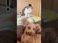 This floppy ear isn’t a toy? #dog #funnycats #cat #cute #pets