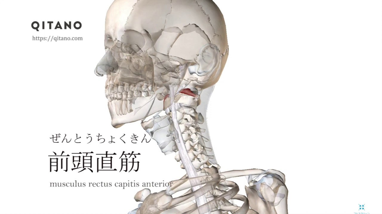 前頭直筋の解剖学図|musculus rectus capitis anterior|筋肉辞典71 YouTube