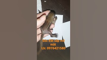 sóc con. sóc đất chưa mở mắt