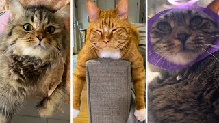 Funniest Cats Compilation 🐱 Cute Cats to Make You Smile! 😻 by Cats being CATS! 1,238 views 10 months ago 10 minutes, 44 seconds