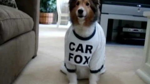 Cute Sheltie as "The Car Fax Fox" (Ginger Dog)