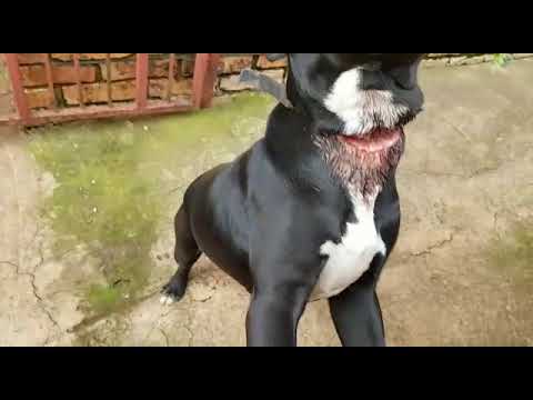 Pitbull neck Clearance