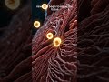 How Stitches Heal Your Wound | Complete Healing Process Explained #shorts
