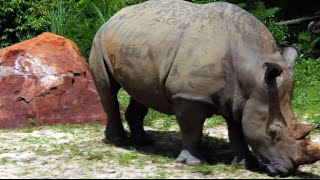 Kilimanjaro Safaris Ride Through POV  Disney's Animal Kingdom  Walt Disney World, Florida