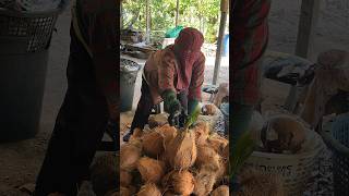 Do You Know This Fruit? Sprouted Coconut Cutting Skills