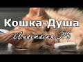 Стихотворение &quot;Кошка-Душа&quot; - Настя_Че (Анастасия М)