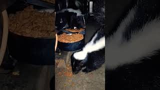 Skunks eating dry food #animals #skunks #shortvideo #shorts