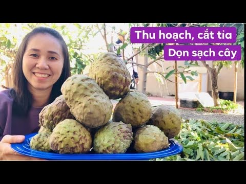 Video: Khi nào Nên hái quả Mayhaws: Mẹo Thu hoạch Quả Mayhaw - Làm vườn Biết cách