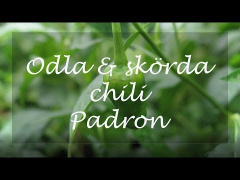 Video: Mata Peppar Med Mjölk: Ett Recept Med Jod Och Tvål. Vattna Och Spruta Med Gödningsmedel. Hur Kan Du Mata Paprika I Ett Växthus?