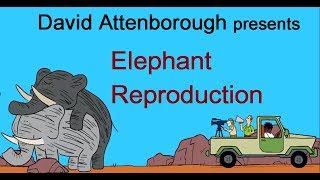 Elephant Reproduction