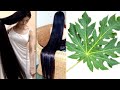How to grow long shiny hair naturally with papaya leaves Exactly 100%/at home