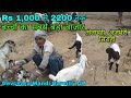 Rs 1,000 से 2200 तक बच्चों का सबसे बड़ा बाज़ार तोतापरी, अजमेरी, सिरोही Goat Farm in India