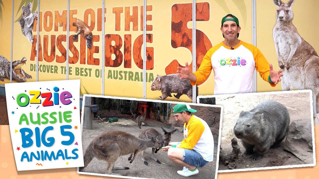 Top 5 Australian Animals YouTube