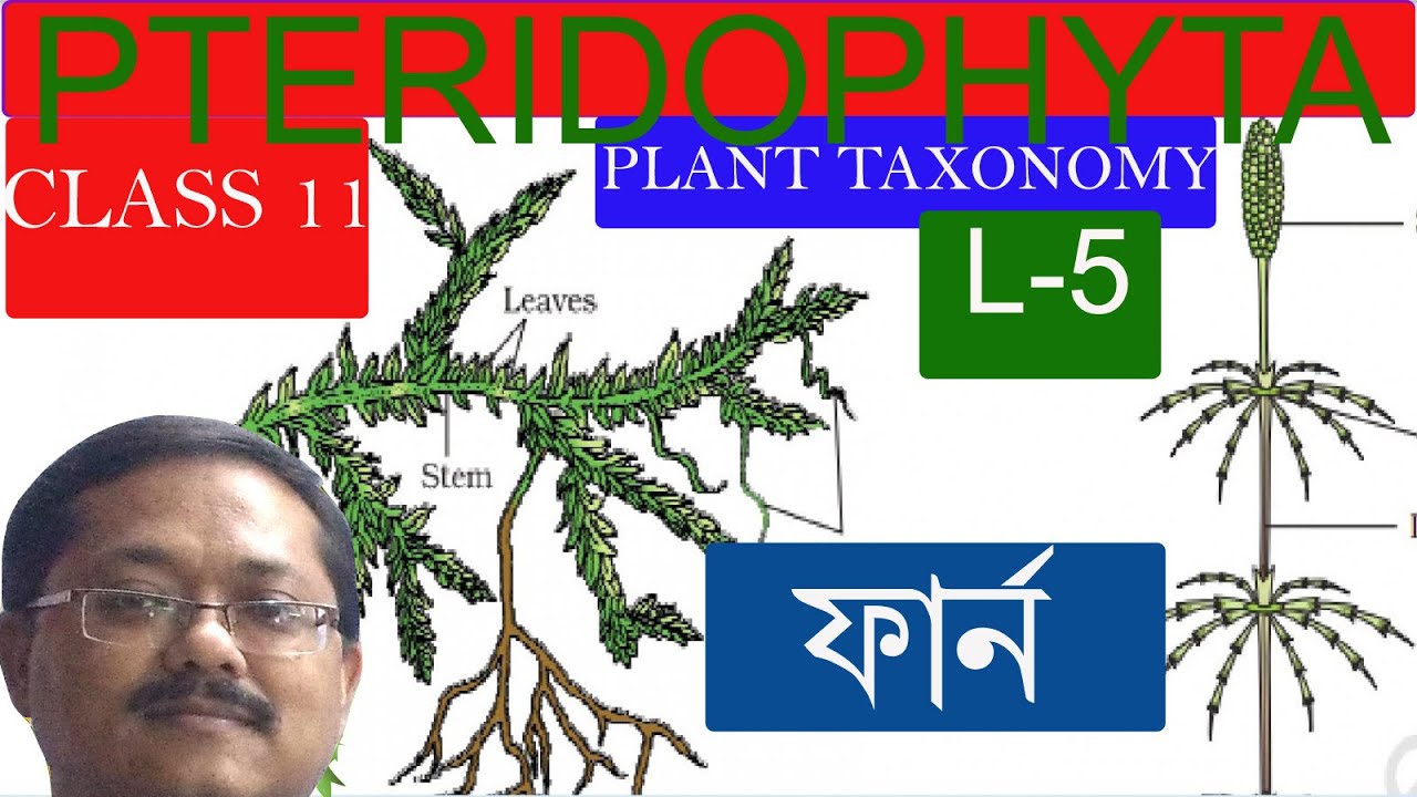 pteridophyta bengali L5/Biology Life science bangla free lecture/ ncert chapter 3 class 11