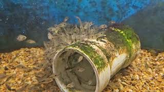 Amphilophus Citrinellus lake Nicaragua midas cichlid fry feasting on eggs.....