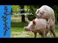 🐷ОХОТА у свиноматки. 🐖искусственное осеминение