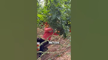 Metode Memotong Tomat Berkualitas Tinggi #shorts #viralvideo
