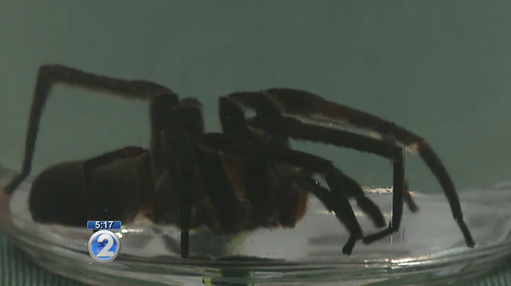 Are there venomous spiders in Maui? (2023)