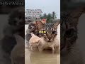kisah haru seeokor kucing saat menyelamatkan anaknya saat  banjir