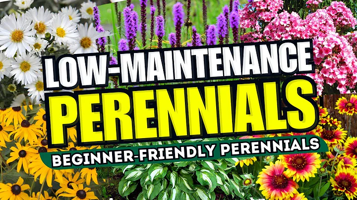 😍 Top 10 Low-Maintenance Perennial Flowers ANYONE Can Grow! - Beginner-Friendly 🌼💪 - DayDayNews