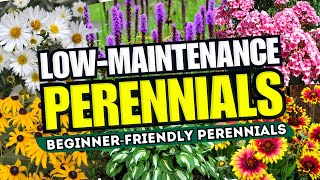 Top 10 LowMaintenance Perennial Flowers ANYONE Can Grow!  BeginnerFriendly