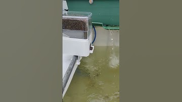 WiFi smart fish feeder small but useful #koi