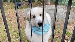 名前を呼ばれると首をかしげるアランです　Great Pyrenees　グレートピレニーズ