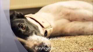 *.* The Greyhound: From racing to his new home *.* Greyhound Adoption