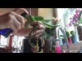 Orquídea rescatada como hacerlo en cultivo de agua parte#1