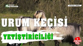 Çobanın Sesi - Urum Keçisi Yetiştiriciliği