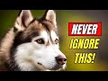 7 Things You MUST NEVER Do to Your Siberian Husky
