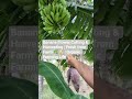 Banana Flower Cutting & Harvesting | Fresh from Farm 🌿🍌 | Organic Farming Life