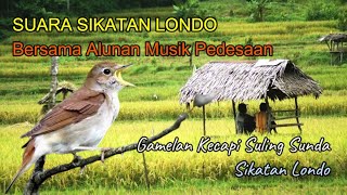 KICAU BURUNG SIKATAN LONDO dan ALUNAN GAMELAN JAWA I  RASA DAMAI DI HATI , Burung - Hewan - manakin