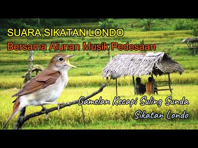 KICAU BURUNG SIKATAN LONDO dan ALUNAN GAMELAN JAWA I  RASA DAMAI DI HATI , Burung - Hewan - manakin class=