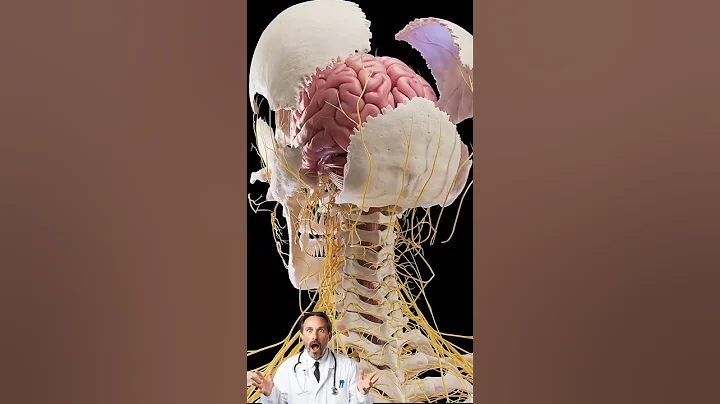 Head and Brain Internal Structure in 3D animation 😱 #brain #animation #medical thumbnail