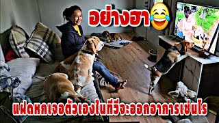 อย่างฮา😂น้องแฝดหกออกอาการเช่นไรเมื่อเห็น🐶ตัวเองในทีวี‼️ #salinaหนูนา #salinadogfamily #beaglefamily