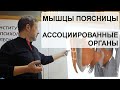 Мышцы поясницы и Ассоциированные внутренние органы. Гипотонус мышц. Андрей Найдек