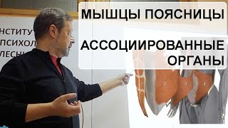 Мышцы поясницы и Ассоциированные внутренние органы. Гипотонус мышц. Андрей Найдек