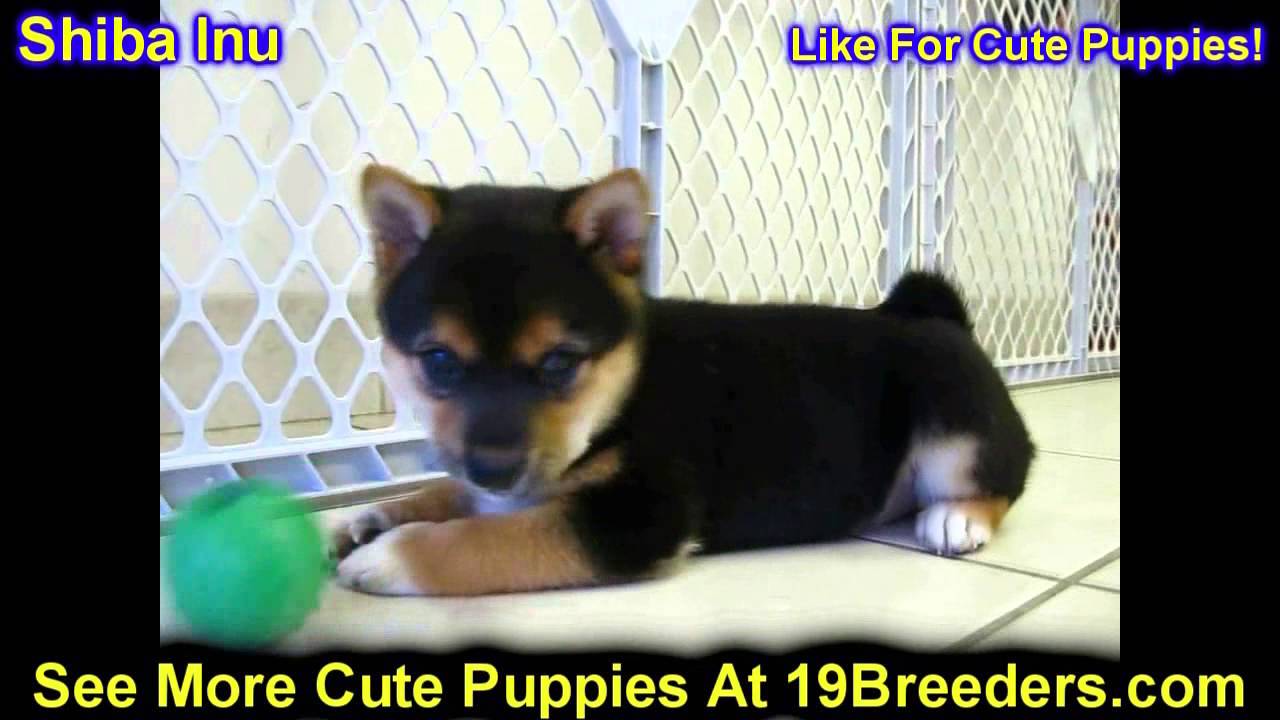 Shiba Inu Puppies For Sale In Toronto Canada Cities