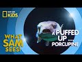 Spotband Porcupine Fish Facts