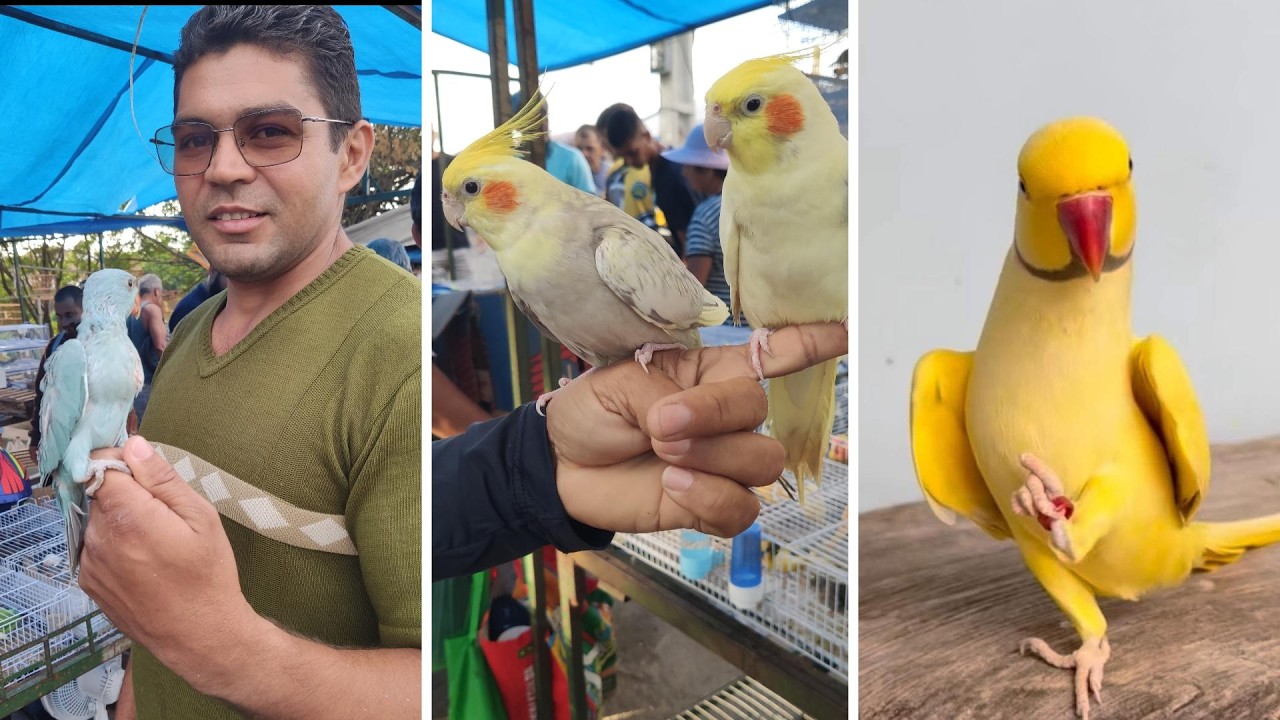 FEIRA DE PÁSSAROS EXÓTICOS DE CARUARU PE 05 02 2026