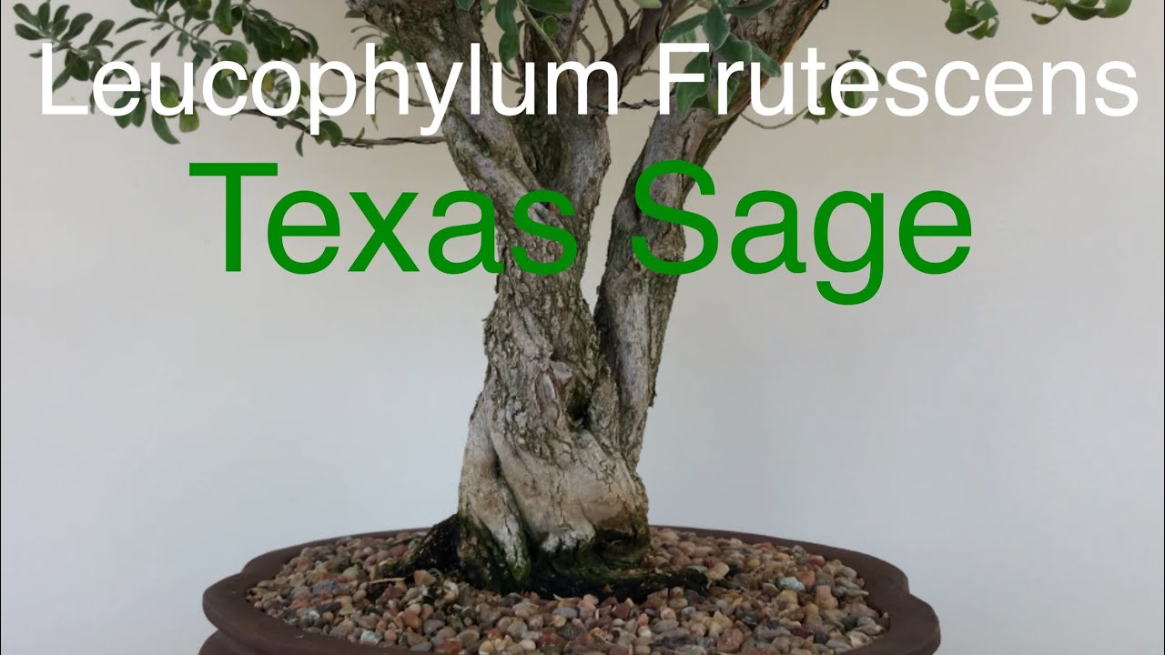 Bonsai - Leucophylum Frutescens Texas Sage Stying and Wiring October 2019