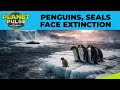 Antarctica Crisis Deepens: Penguins, Seals Face Extinction Threat | Planet Pulse | N18G