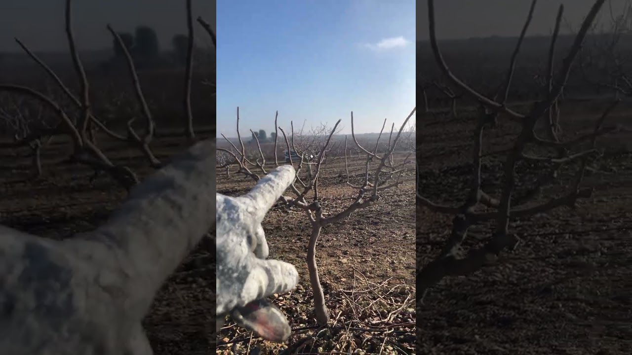 Limpiando y podando pistachos de 8 años y más pequeños🌳🌳🌳🌳