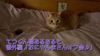 【茶トラ】猫あるあると番外編「おにやんまさんオフ会」の模様ですThis is a common cat story.