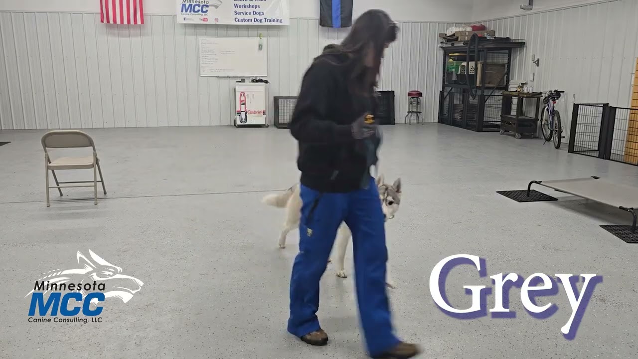 Dog Training - MCC Dog Obedience Bootcamp Update Video (02-25-2026)