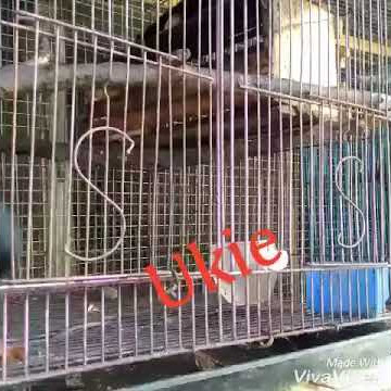 Tupai tiga warna kawin/bajing tiga warna