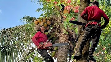 Cưa cây dừa siêu trái với cây tràm bông vàng. Cưa cây kỷ thuật cao
