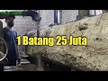 Tidak Rugi Bos Beli 1 Batang Harga 25 jt, Sonokeling Bongkot