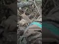 Difunden Presunta Captura de Mercenario Colombiano en Ucrania